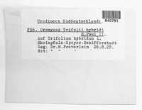Uromyces trifolii-repentis image